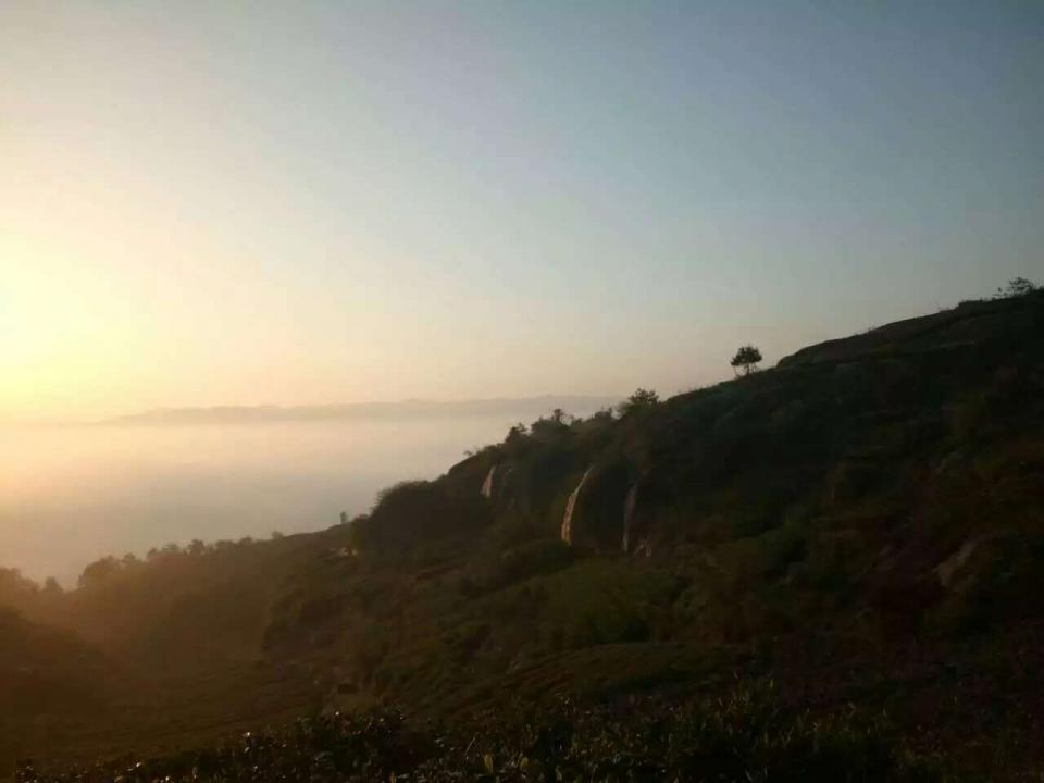 茶叶依产茶季节分类