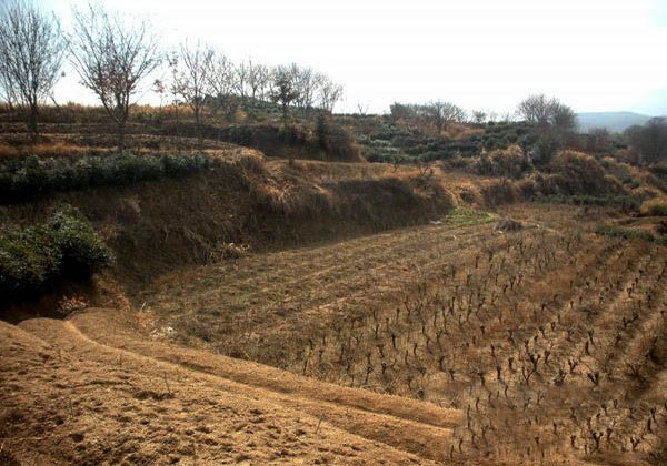 榷茶和茶马互市的成制