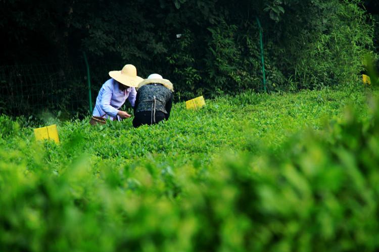 龙井茶与乌牛早龙井有那些区别