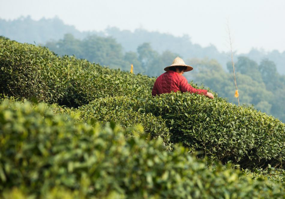 江苏名茶种植炒烘结合条状形名茶的要求