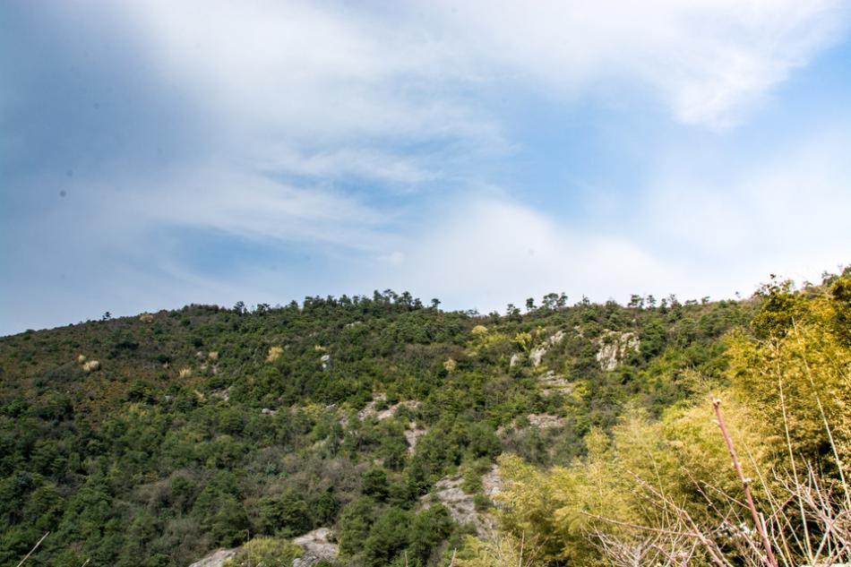 茶的生长气候条件影响主要成因