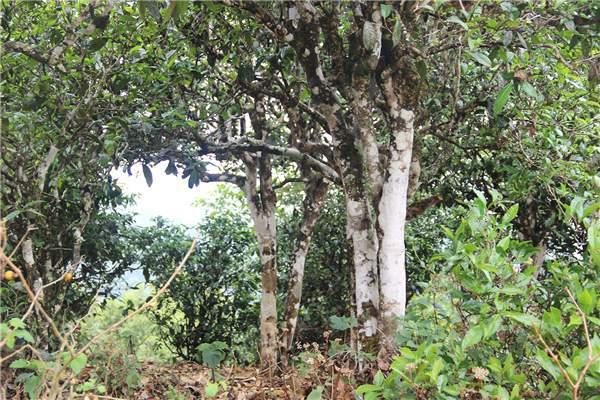  野生茶不等于荒野茶 茶品质极好