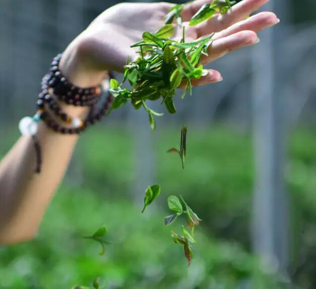 绿茶按制作方式分为晒青绿茶，蒸青绿茶，炒青绿茶，烘青绿茶
