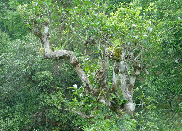 收藏界再刮“古树茶风”