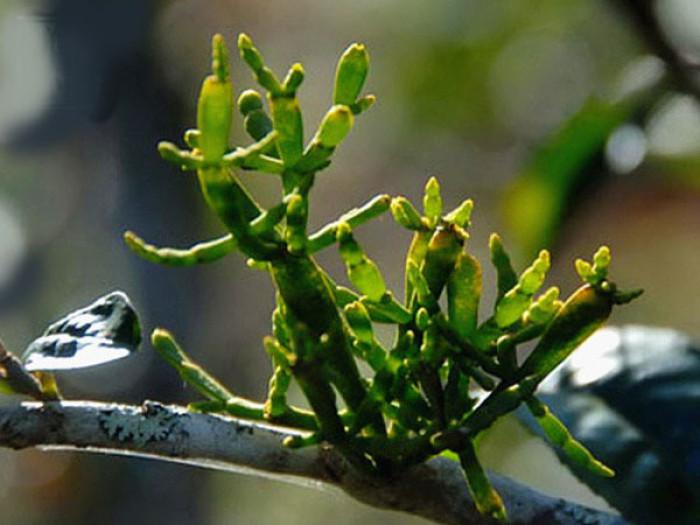 栽培型野生茶螃蟹脚