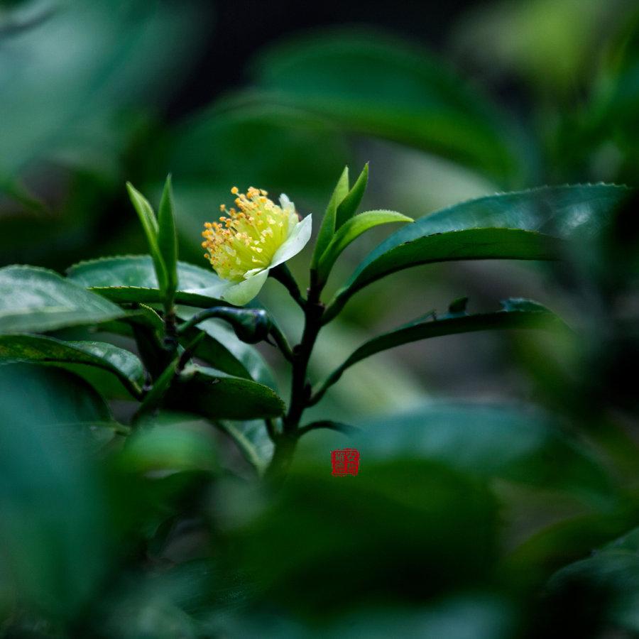 江南茶区种植气候土壤气温介绍