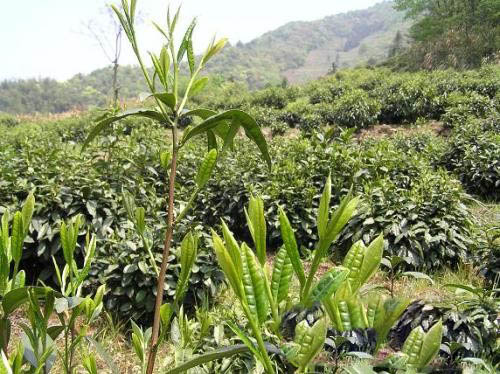历史渊源：太平猴魁茶
