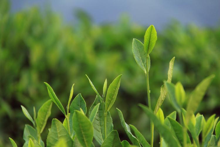 猪饲料中添加绿茶可达到最佳效益