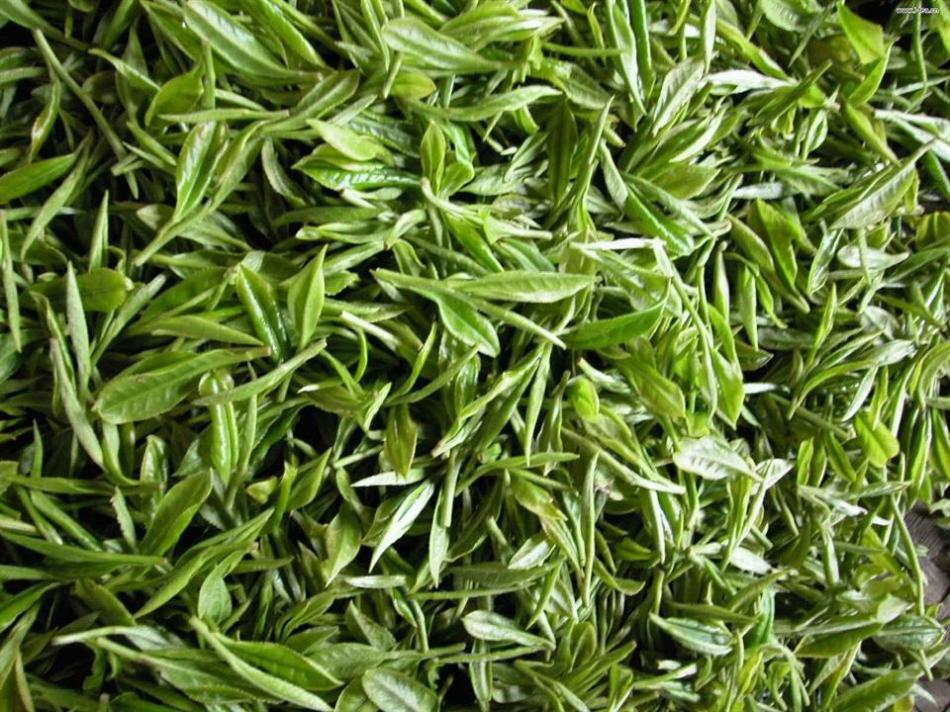 黄茶制程特点介绍