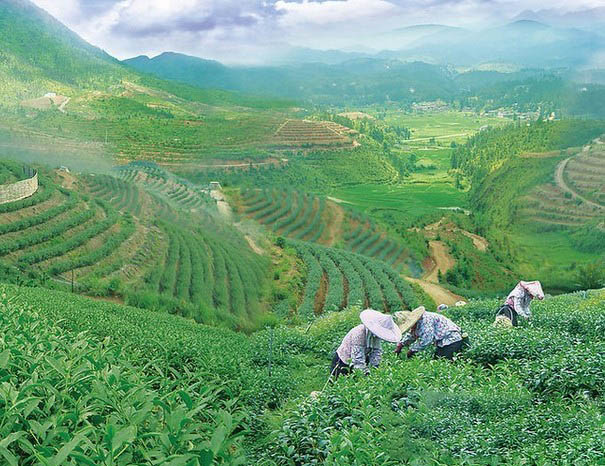 信阳毛尖茶的传说