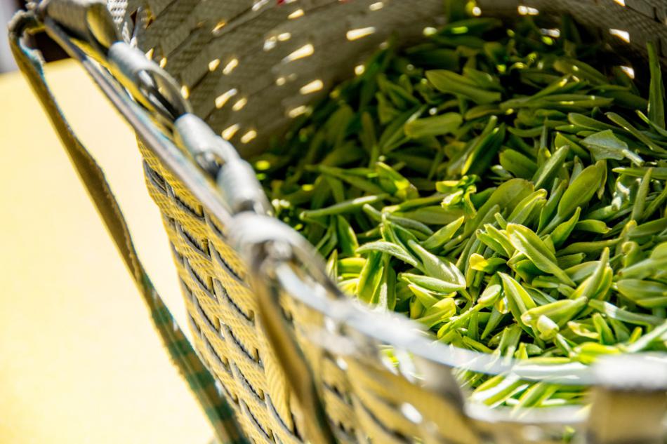 山东绿茶有那些名茶？