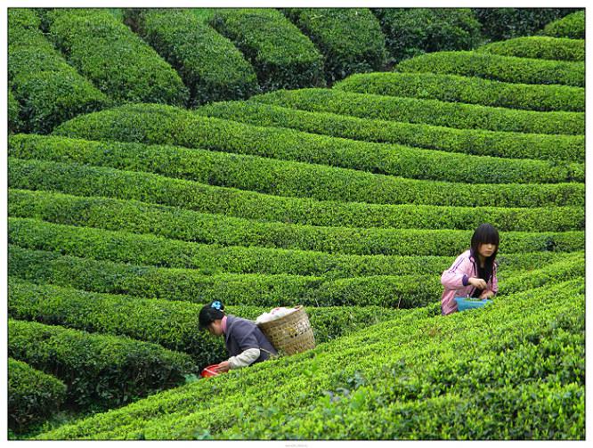 500克绿茶需要采摘多少鲜叶？