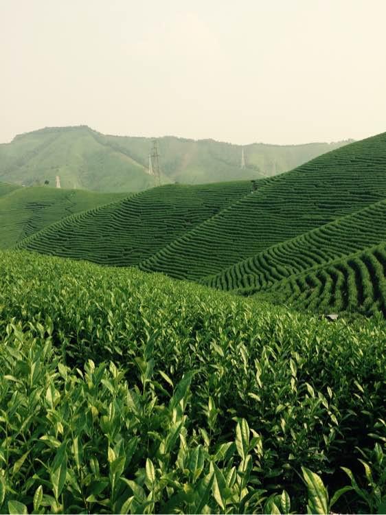 如何区别高山茶、平地茶、丘陵茶？