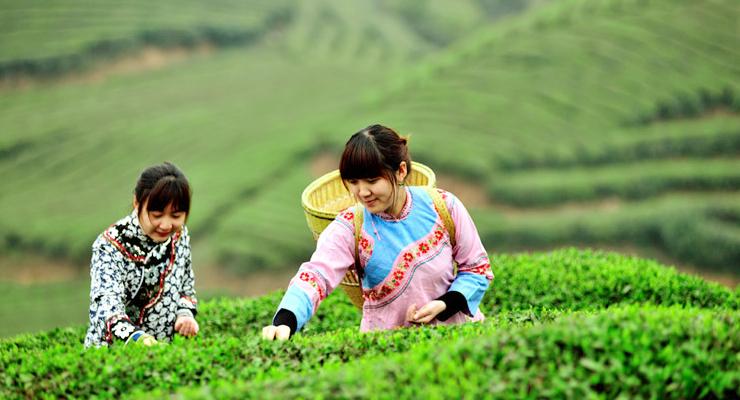 江西名茶种类有哪些？