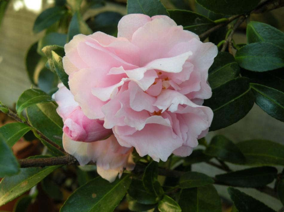 茶树果实和种子介绍