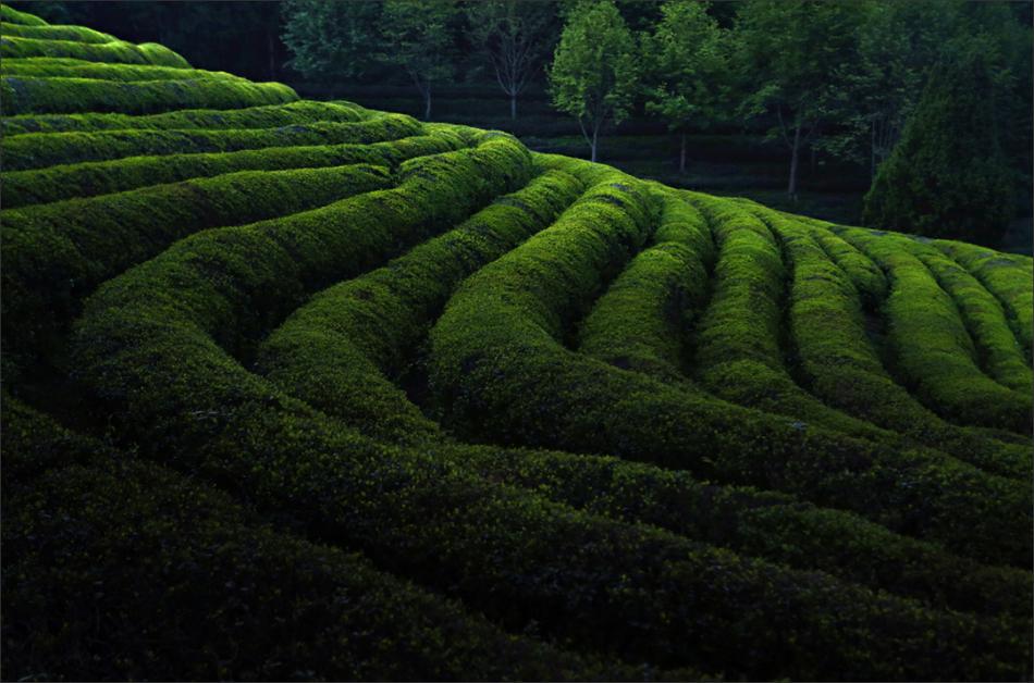 江北茶区气候产茶种类介绍