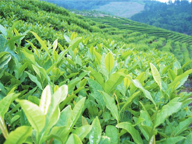 茶树良种安吉白1号无性系茶树