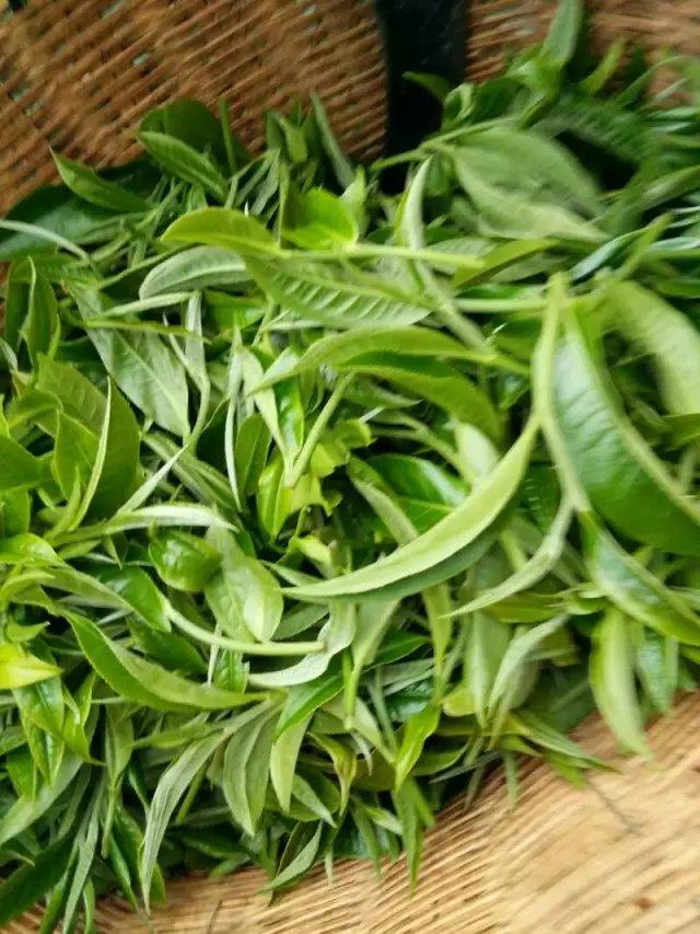 安徽屯绿绿茶产地及制作