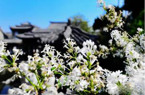 跟着民间工艺去旅行！来潍坊，你能带走的还有这些！