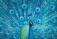 孔雀蓝 | 惊艳西方的东方神秘色彩