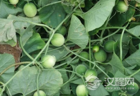 它和酒精“天生敌对”，上酒桌前吃几个，养胃又解酒，早知早受益