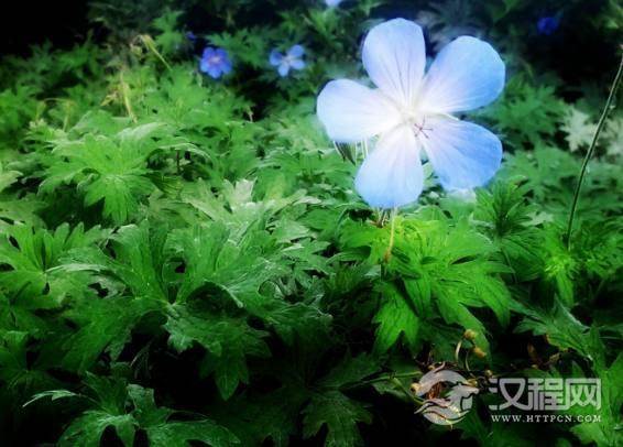 酒桌上经不住劝酒的3大星座