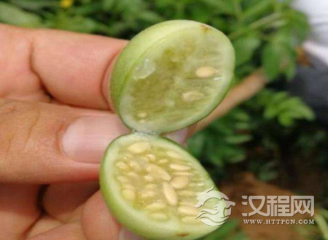 它和酒精“天生敌对”，上酒桌前吃几个，养胃又解酒，早知早受益