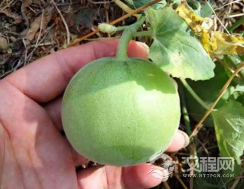 它和酒精“天生敌对”，上酒桌前吃几个，养胃又解酒，早知早受益