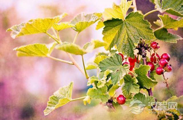 酒桌上经不住劝酒的3大星座