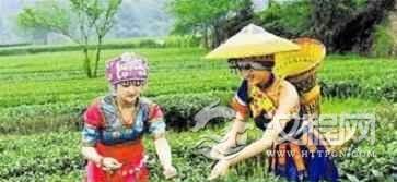 德昂族历史为何说德昂族是茶叶的后代