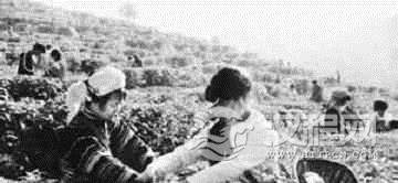 德昂族历史为何说德昂族是茶叶的后代