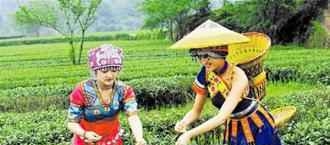 德昂族历史为何说德昂族是茶叶的后代