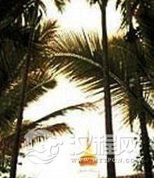 云南西双版纳曼垒母子塔