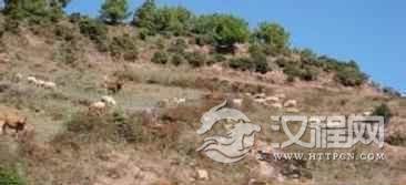 普米族历史普米族畜牧业是怎样发展的