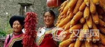 羌族文化羌族语言共有多少分支