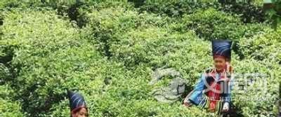 布朗族历史“沧江怒水”之间的布朗族