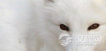 锡伯族为什么崇拜狐狸？锡伯族的狐狸崇拜文化