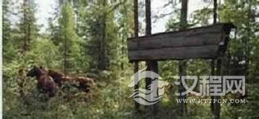 珞巴族丧葬习俗珞巴族的树葬是怎样的