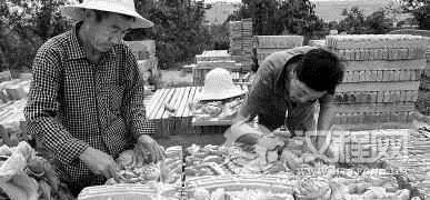 东乡族文化东乡族的砖雕文化有什么特色