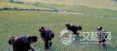 黎族“采集”主要指什么？为何成为黎族副业