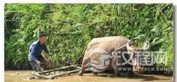 苗族农耕文化是啥？贵州苗族的农耕文化简介