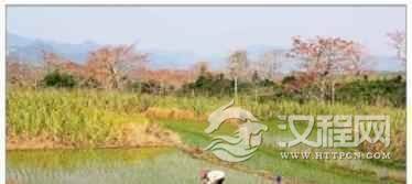 黎族人是怎样水田耕作的？有何民族特点