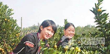 神奇的黎族医药文化