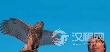 满族人是怎样驯鹰的？满族猎鹰文化