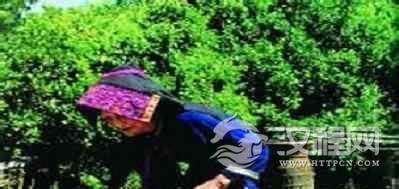 黎族人传统常用草药有哪些？黎族医药学