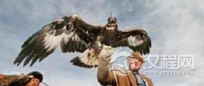 柯尔克孜族文化柯尔克孜族是怎样养鹰的