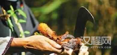 黎族人传统常用草药有哪些？黎族医药学