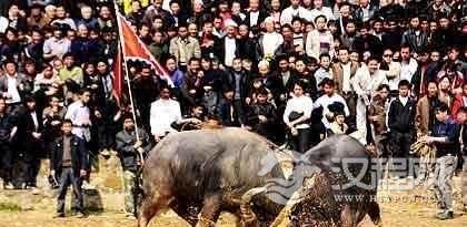 侗族节日侗族的斗牛节有什么特点