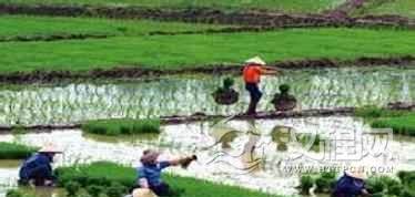 黎族当年是怎样“砍山栏”的？黎族农业简介