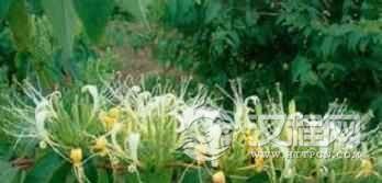 苗族医药文化苗族药物是怎样闻名起来的